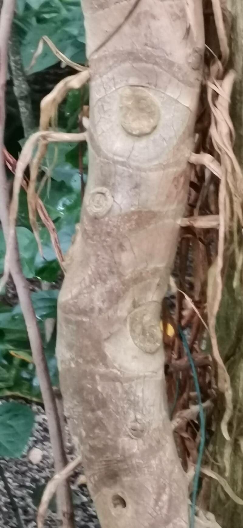 Philodendron grandifolium bark