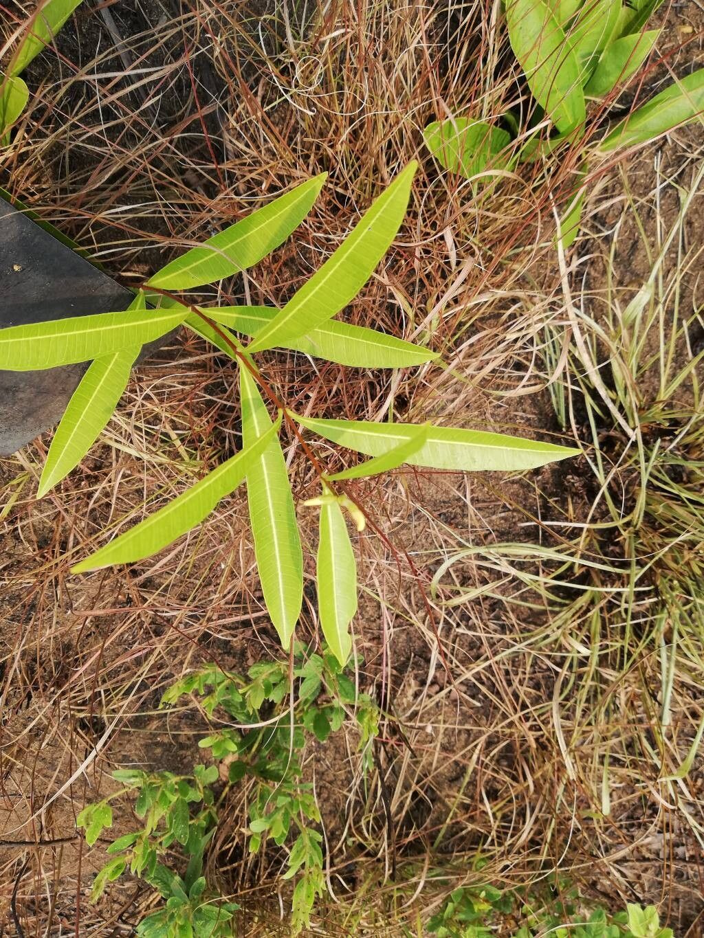 Landolphia lanceolata leaf