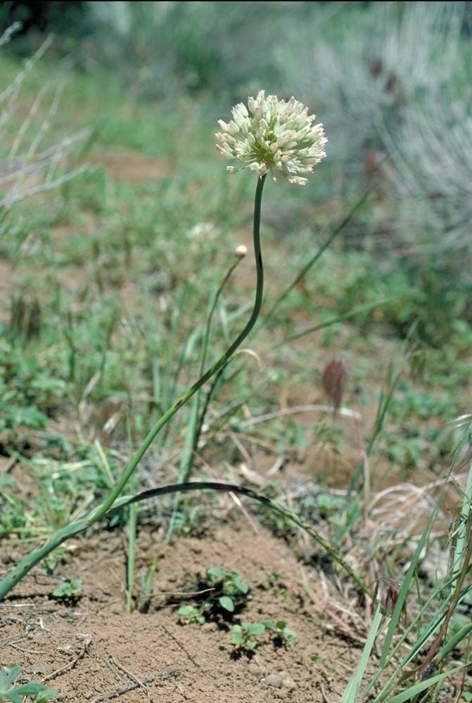 Allium howellii — search result for 'Allium'