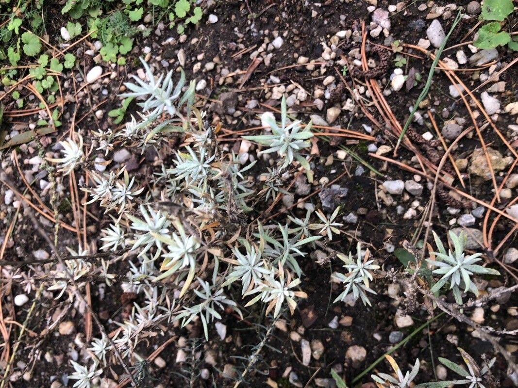 Krascheninnikovia ceratoides — search result for 'western Canada'