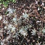 Krascheninnikovia ceratoides