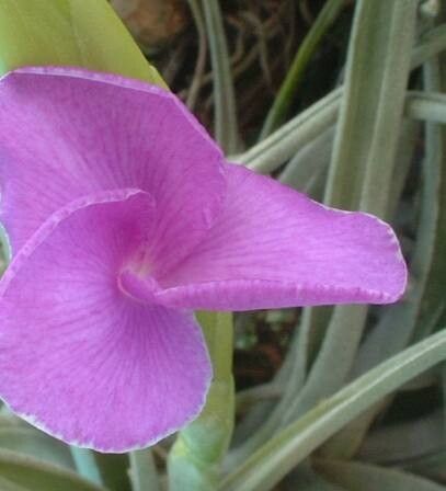 Tillandsia esseriana — houseplant care guide