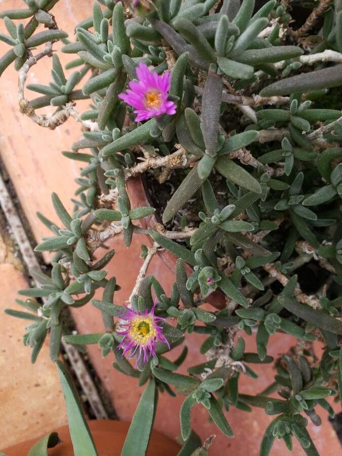 Delosperma sawdahense flower