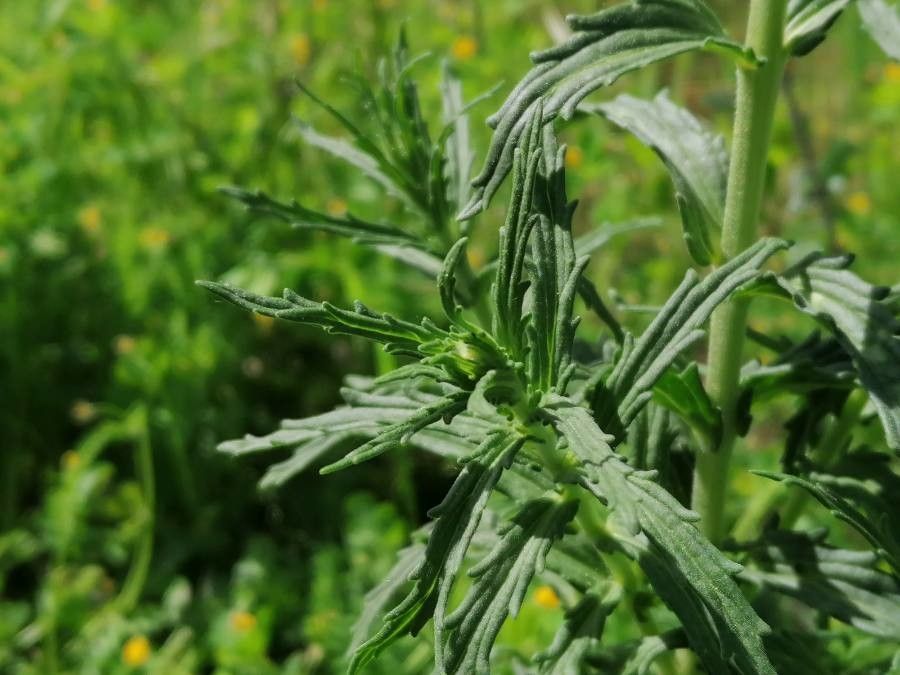 Bartsia trixago — search result for 'Orobanchaceae'