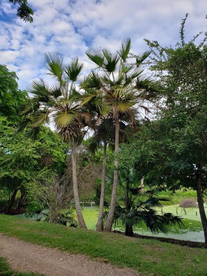 Copernicia tectorum — search result for 'Copernicia'