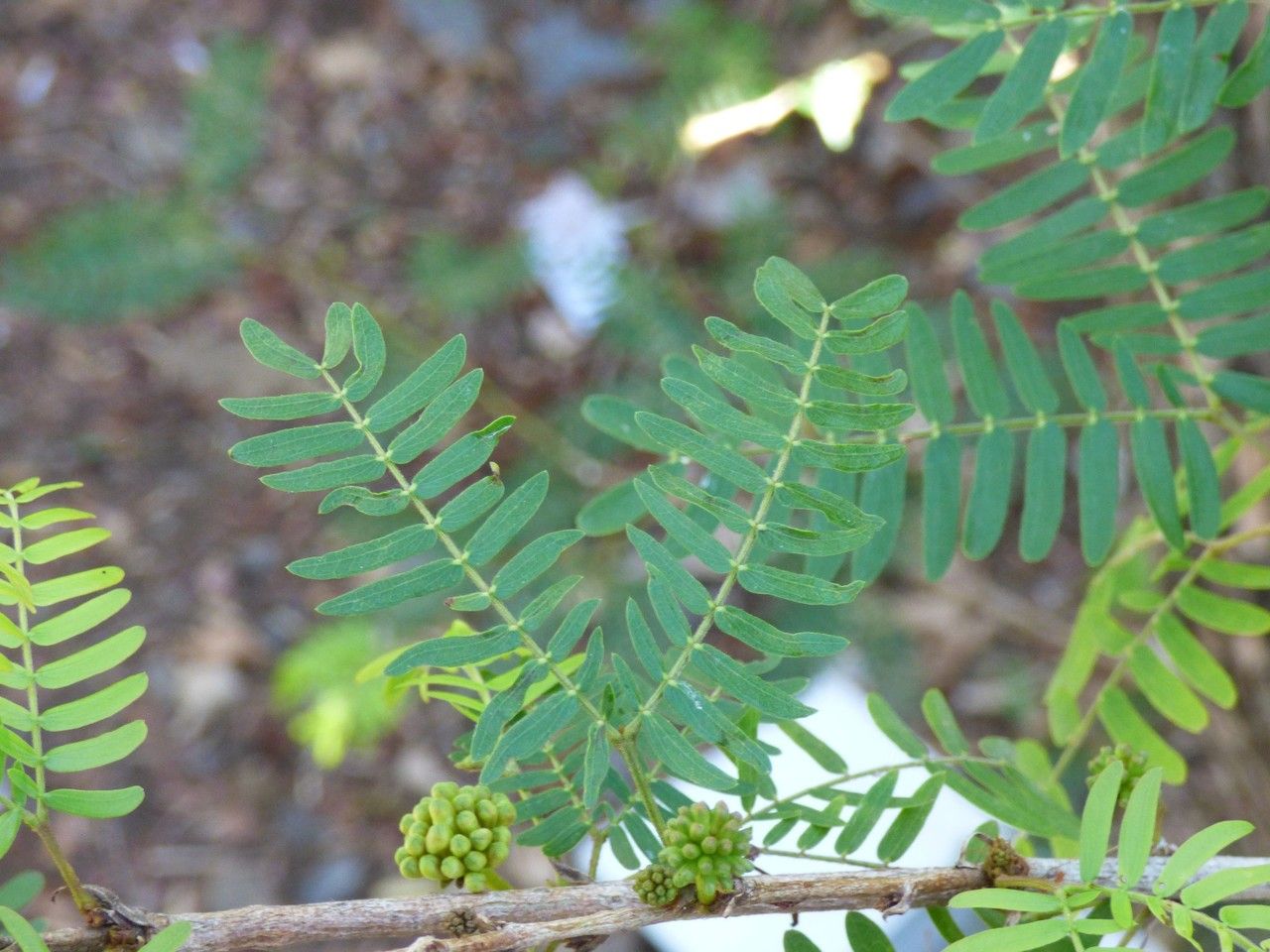 Albizia saman — search result for 'Peru'