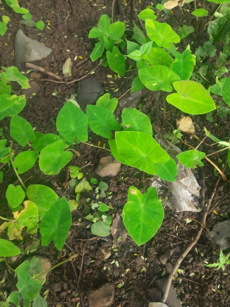 Colocasia antiquorum