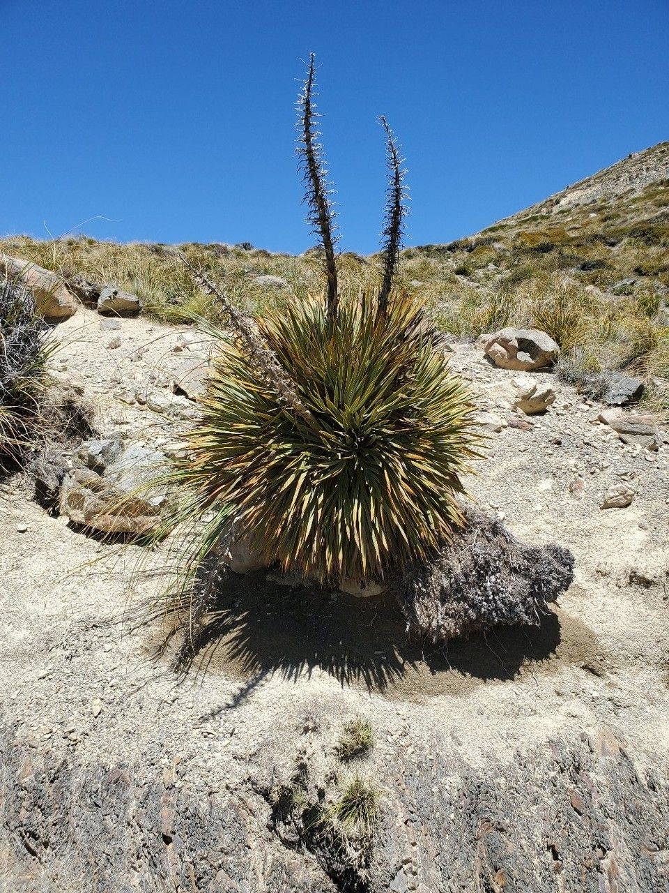 Aciphylla aurea — related species from the same genus