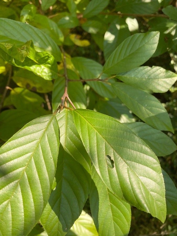 Frangula caroliniana