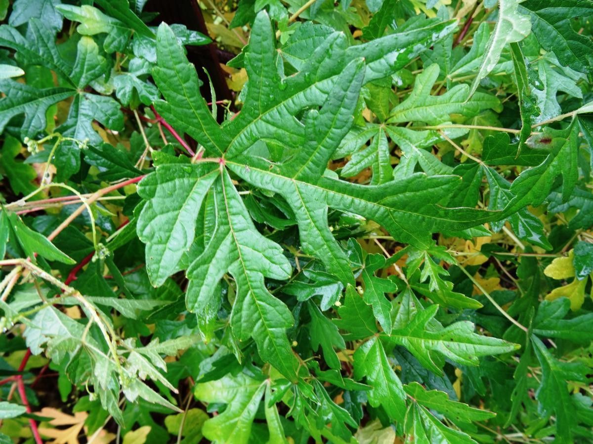 Ampelocissus multistriata — houseplant care guide