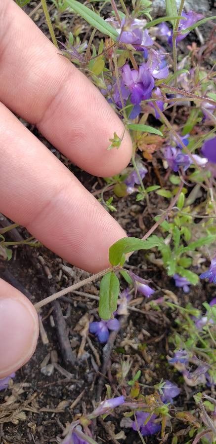 Collinsia violacea — houseplant care guide