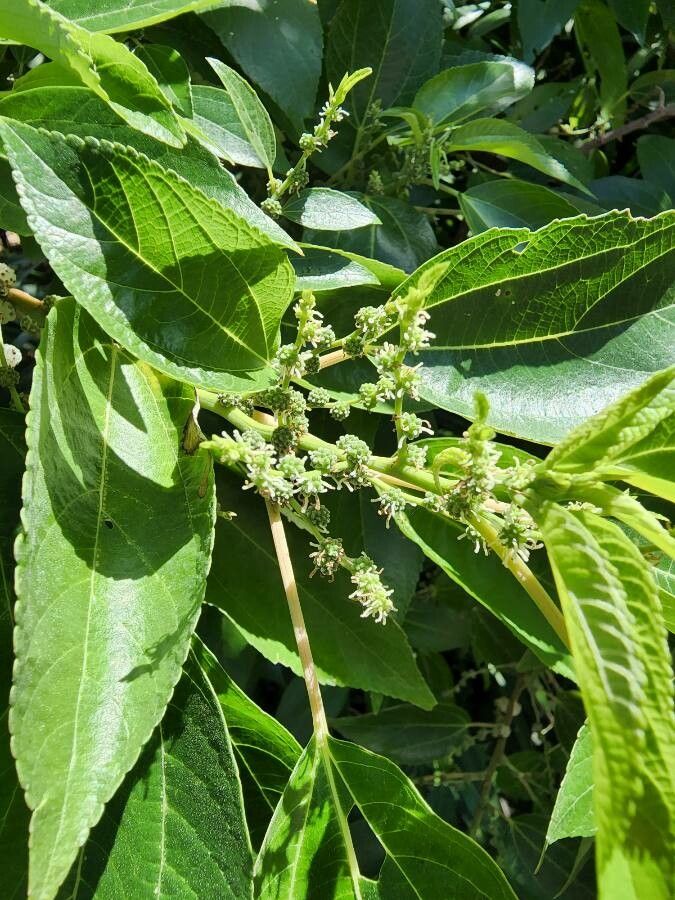 Pipturus argenteus flower