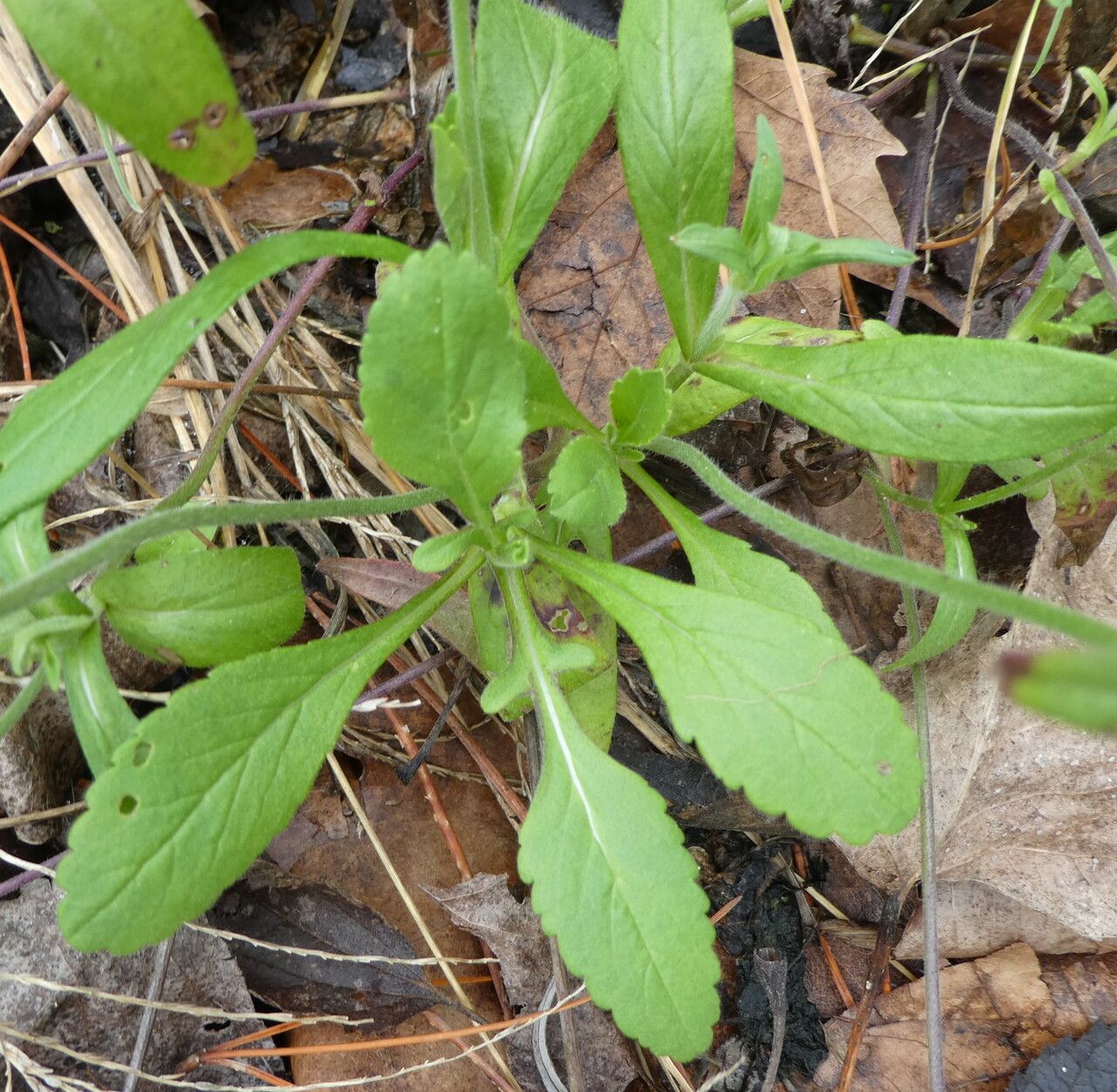 Knautia integrifolia — clay tolerant houseplant