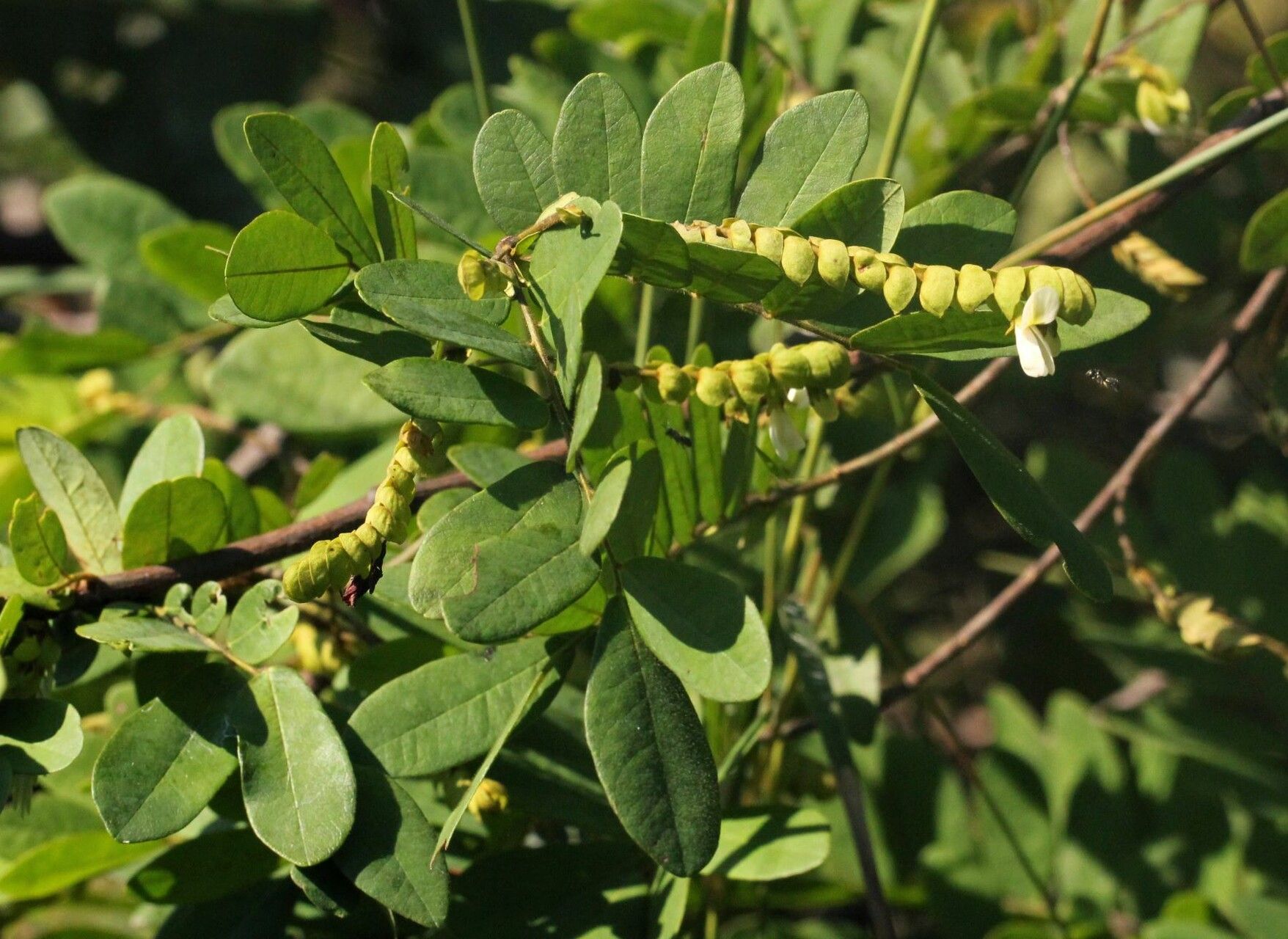 Dalbergia grandibracteata habit