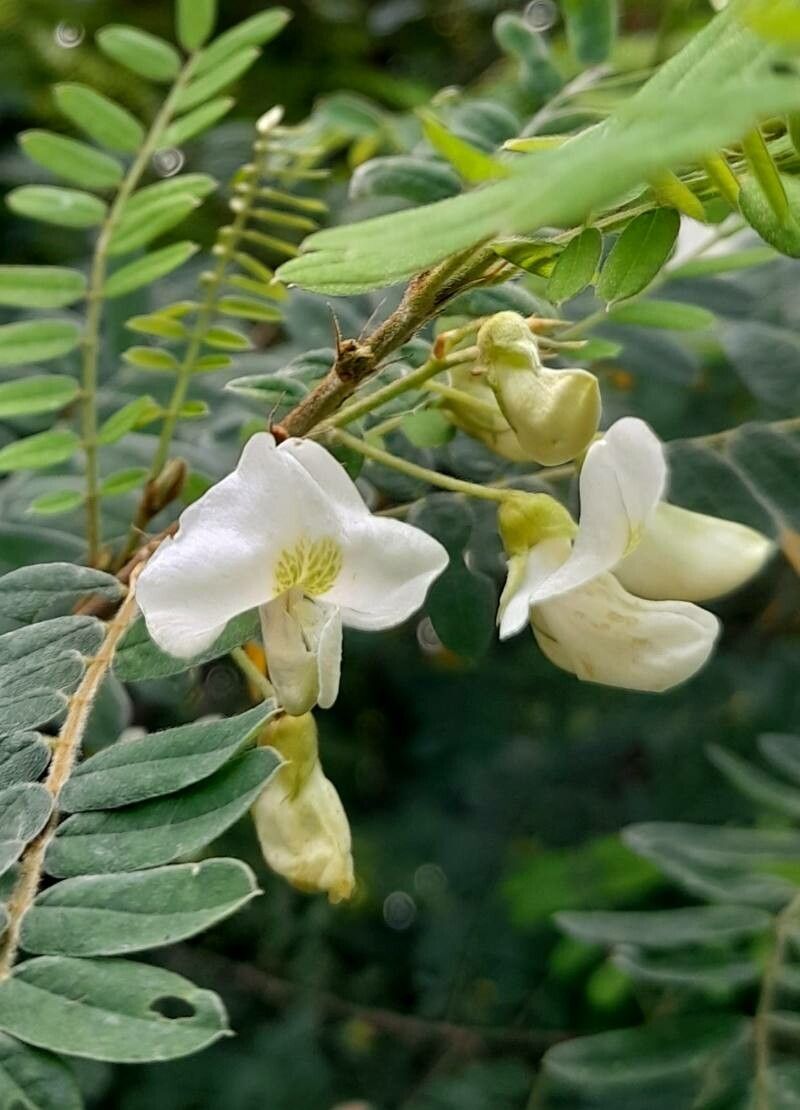 Coursetia brachyrhachis flower