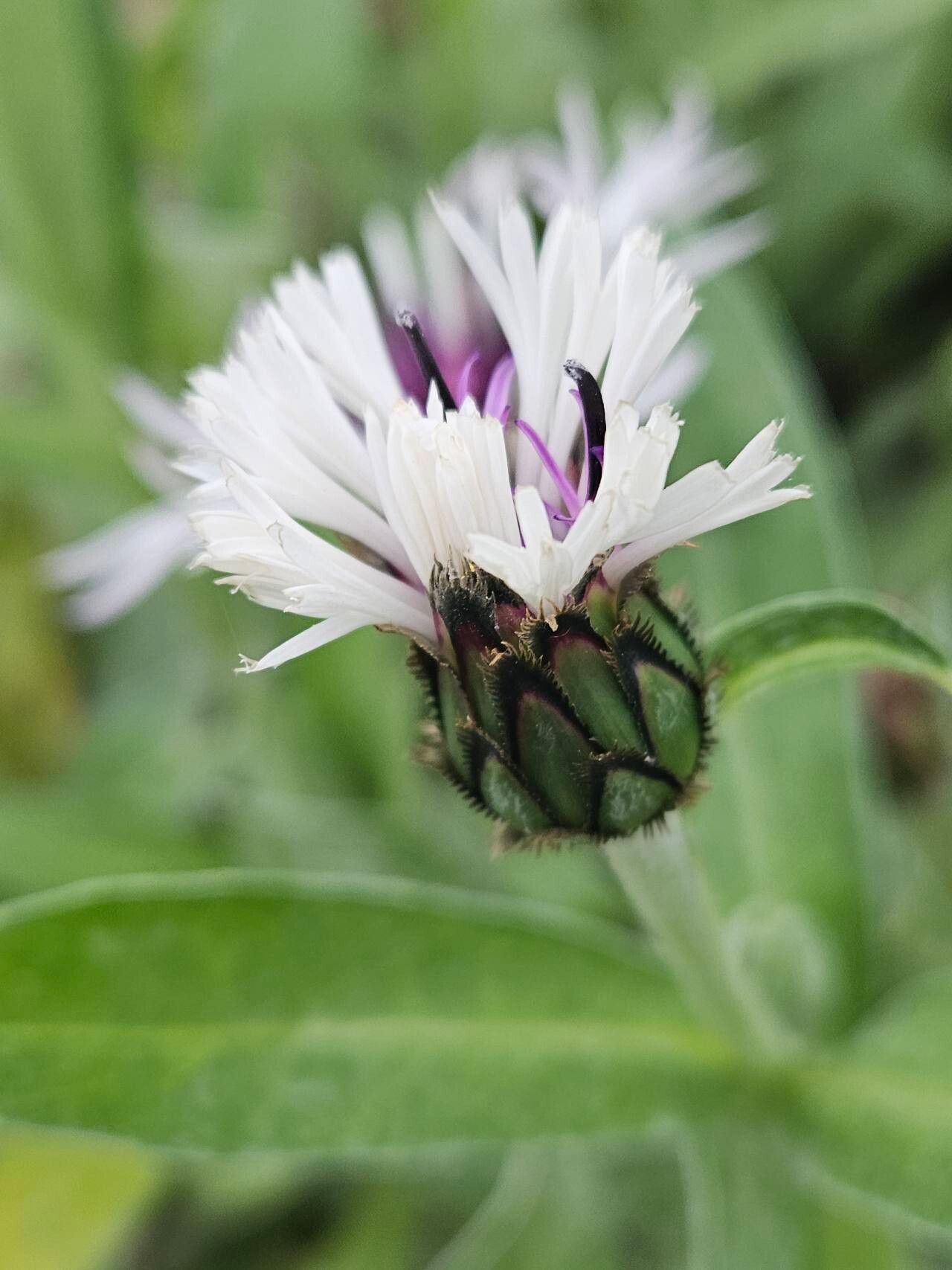 Centaurea lugdunensis flower