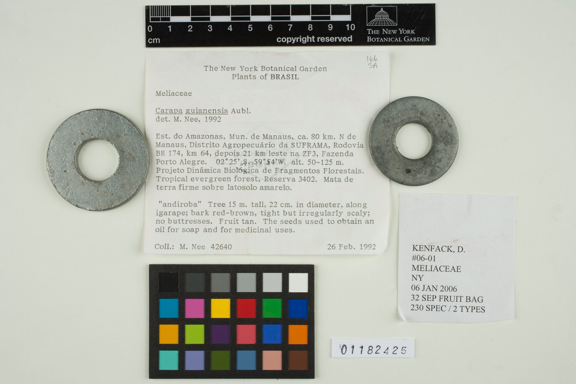 Carapa vasquezii — houseplant care guide