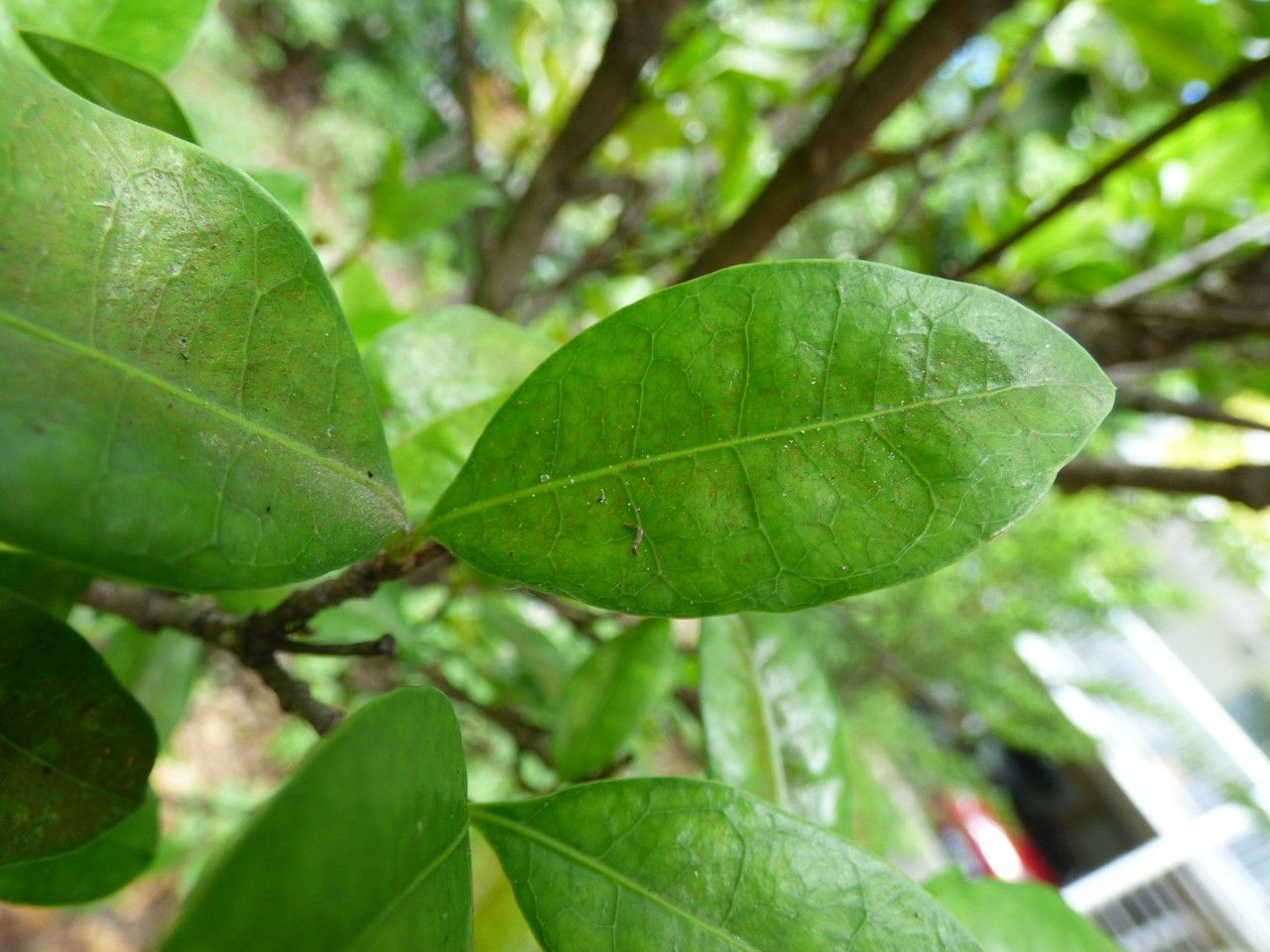 Pyrostria commersonii leaf