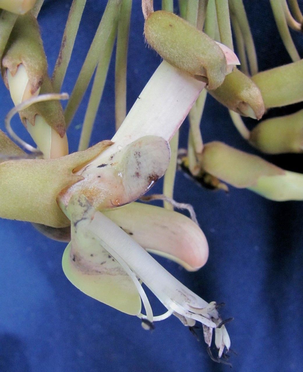 Mucuna globulifera flower