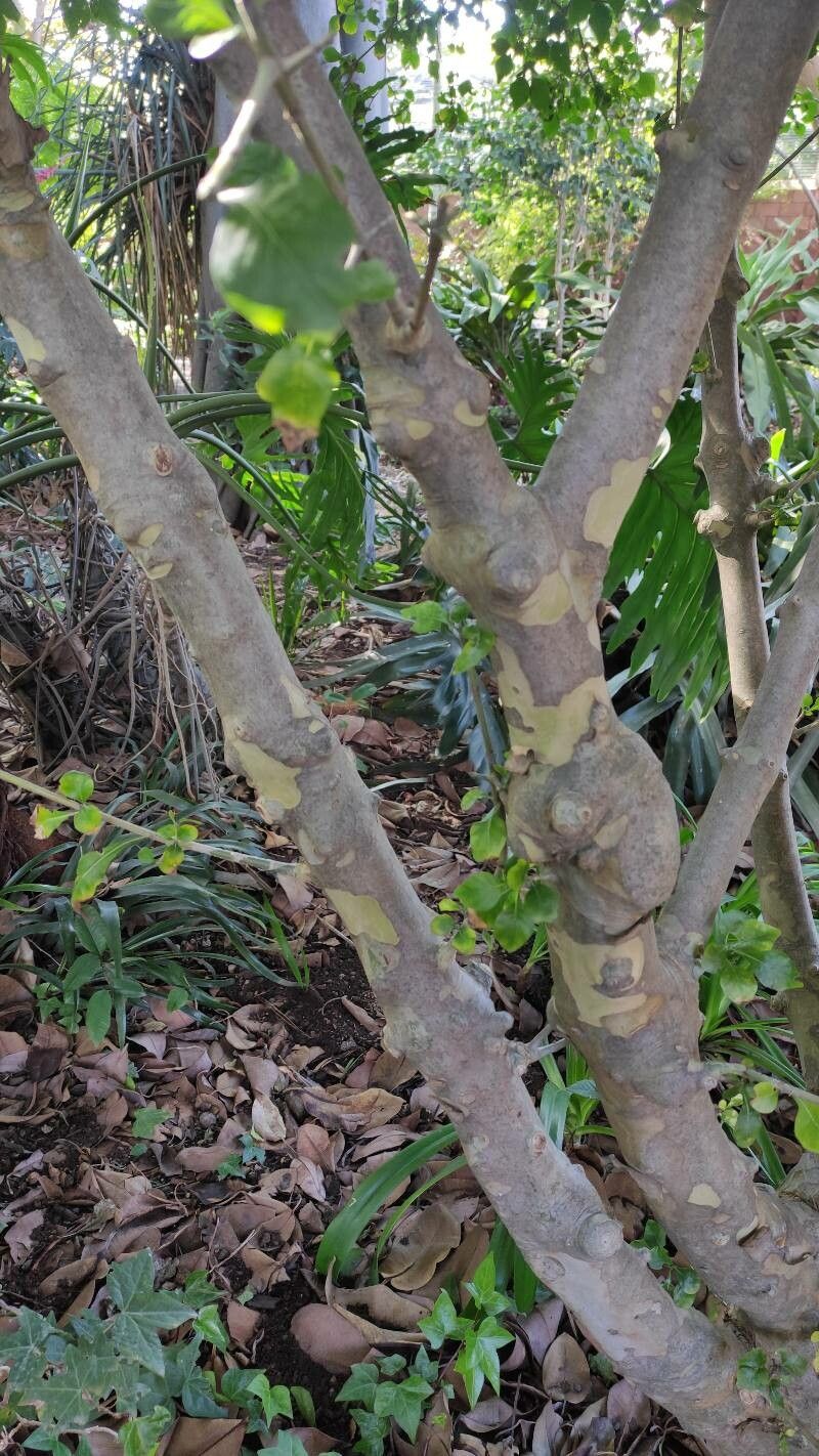 Gardenia cornuta bark