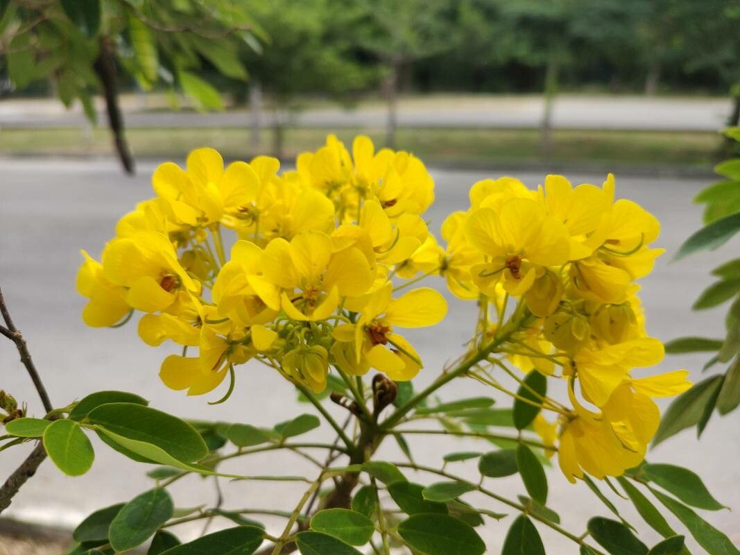 Senna spectabilis flower