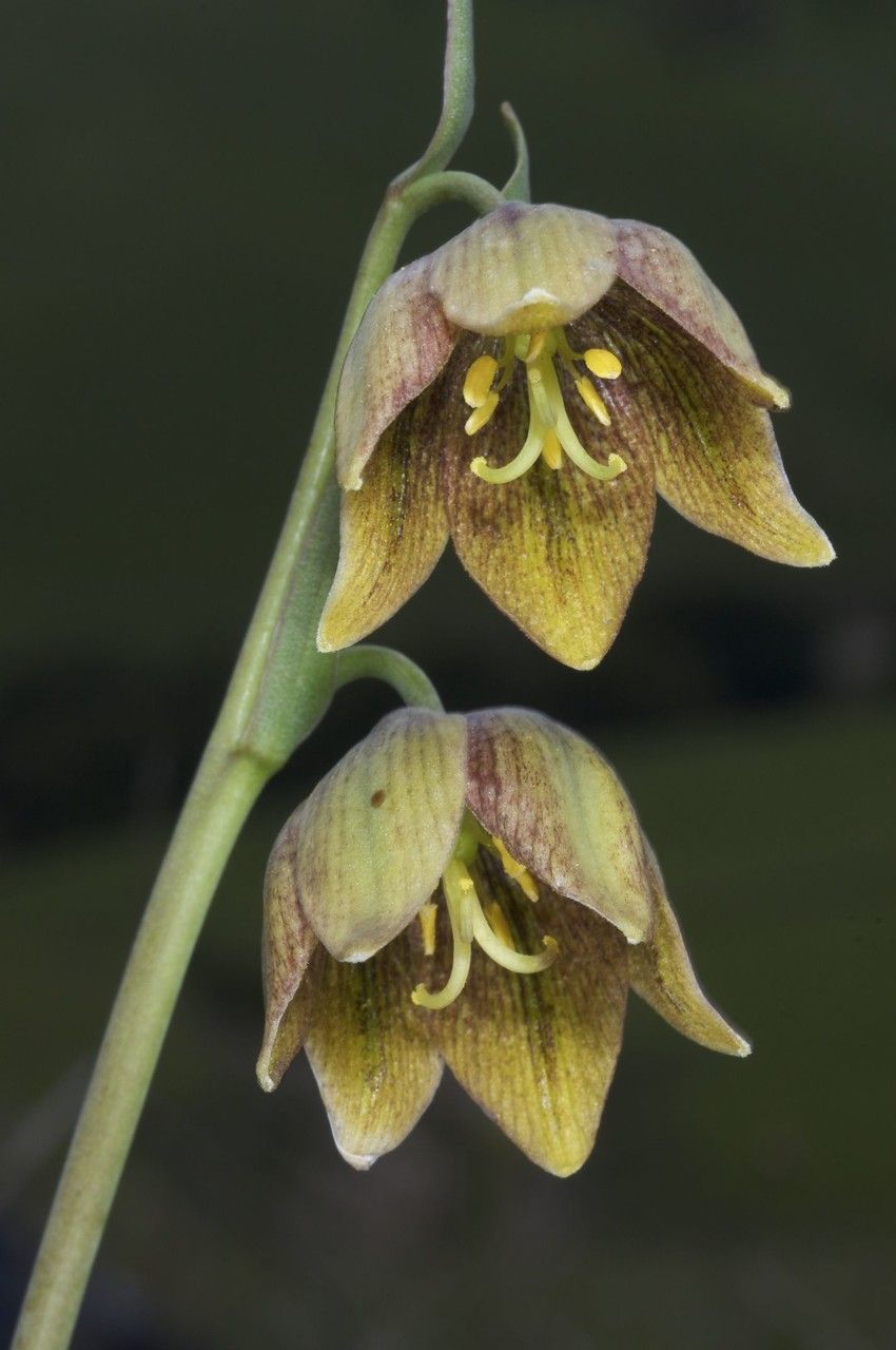 Fritillaria agrestis flower