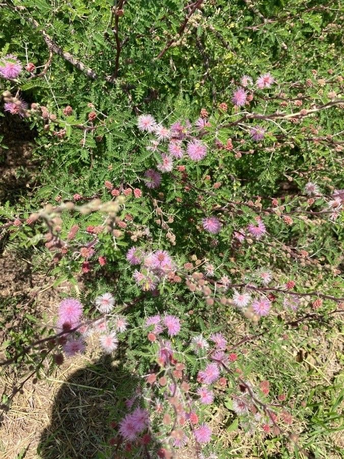 Mimosa monancistra flower