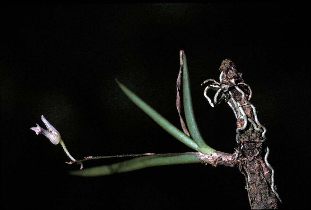 Ionopsis satyrioides — related species from the same genus