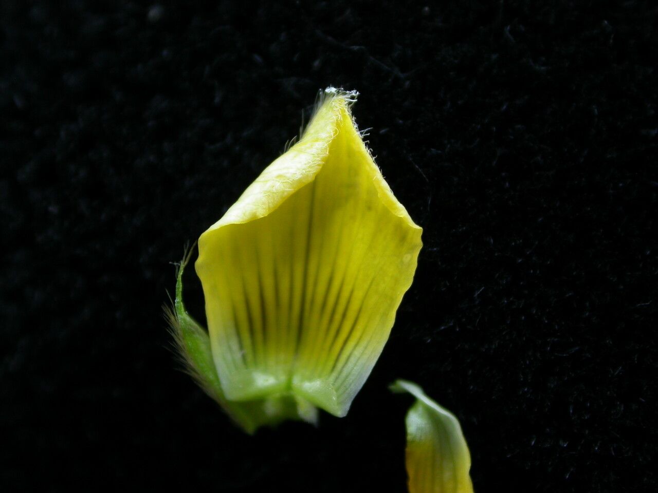 Crotalaria albida flower