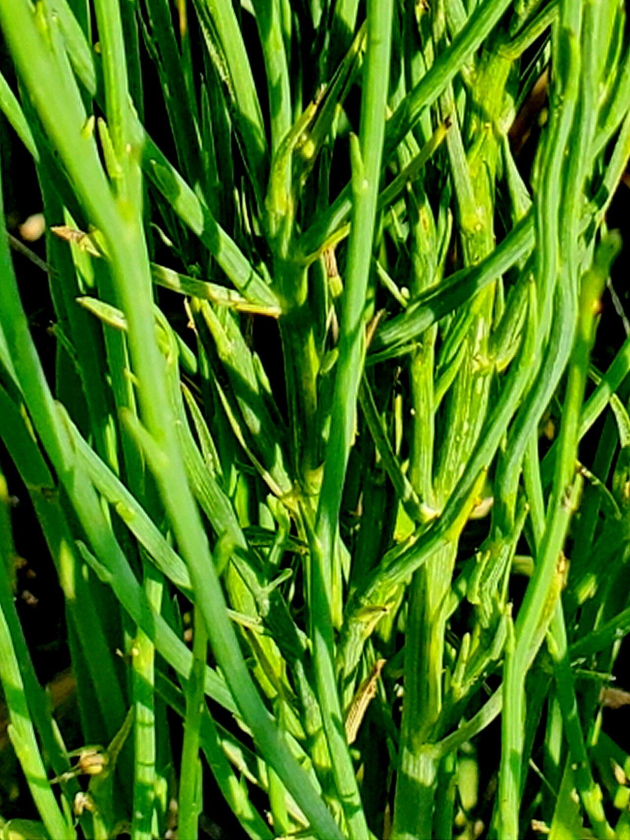 Lygodesmia juncea — related species from the same genus