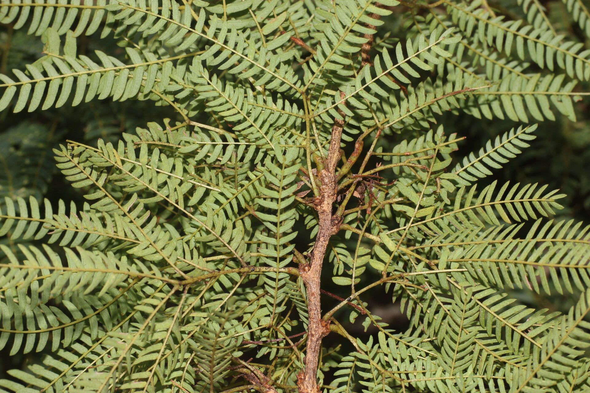 Calliandra rubescens — houseplant care guide