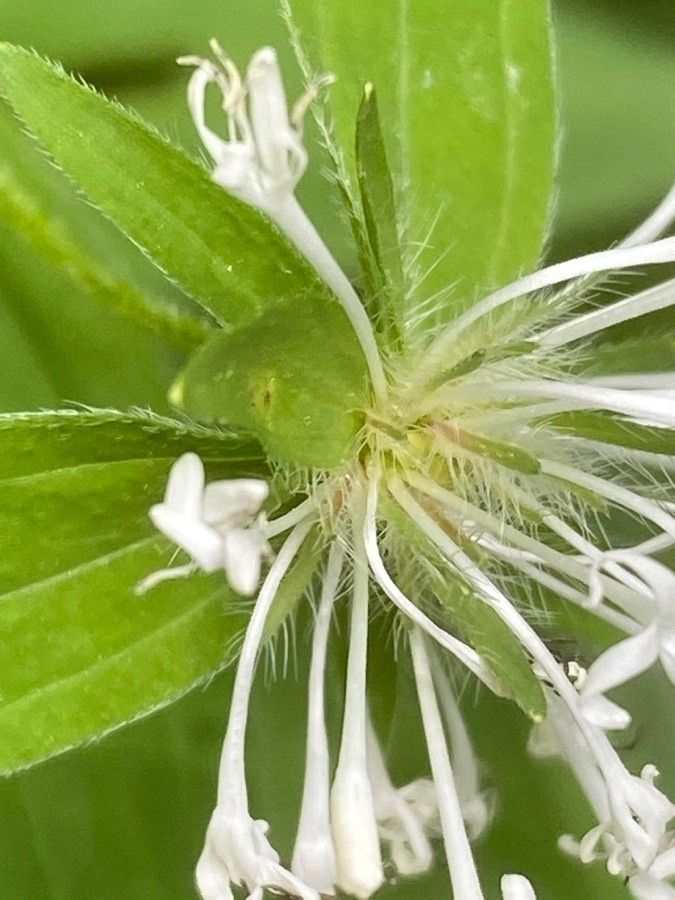 Asperula taurina flower