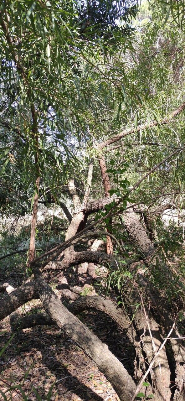 Searsia pendulina habit