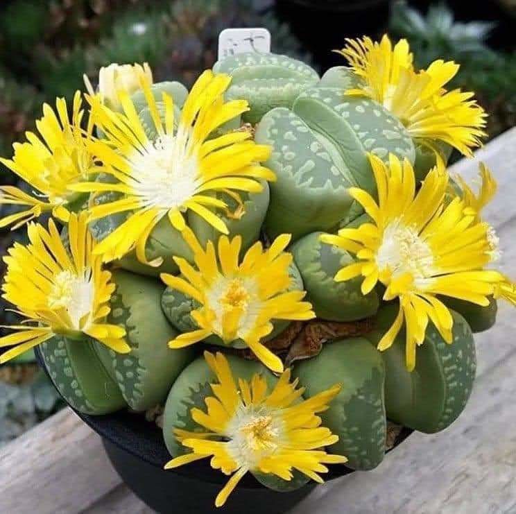 Lithops olivacea flower