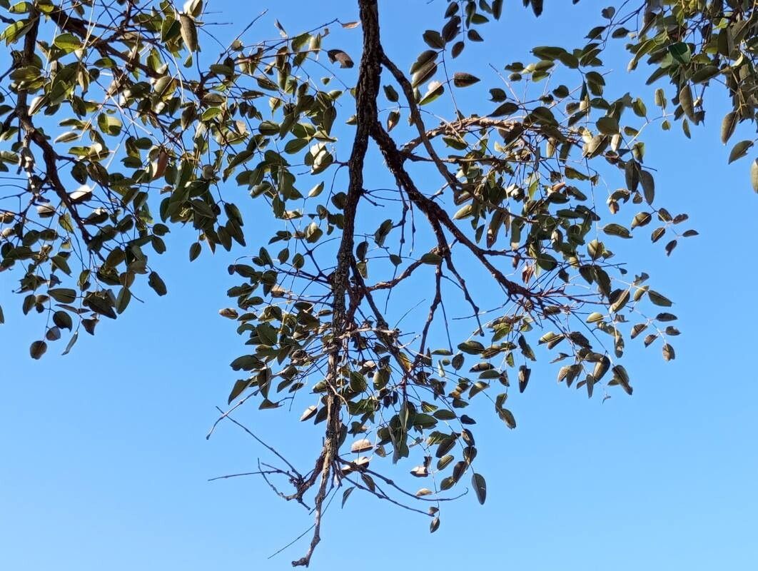 Dalbergia cearensis other