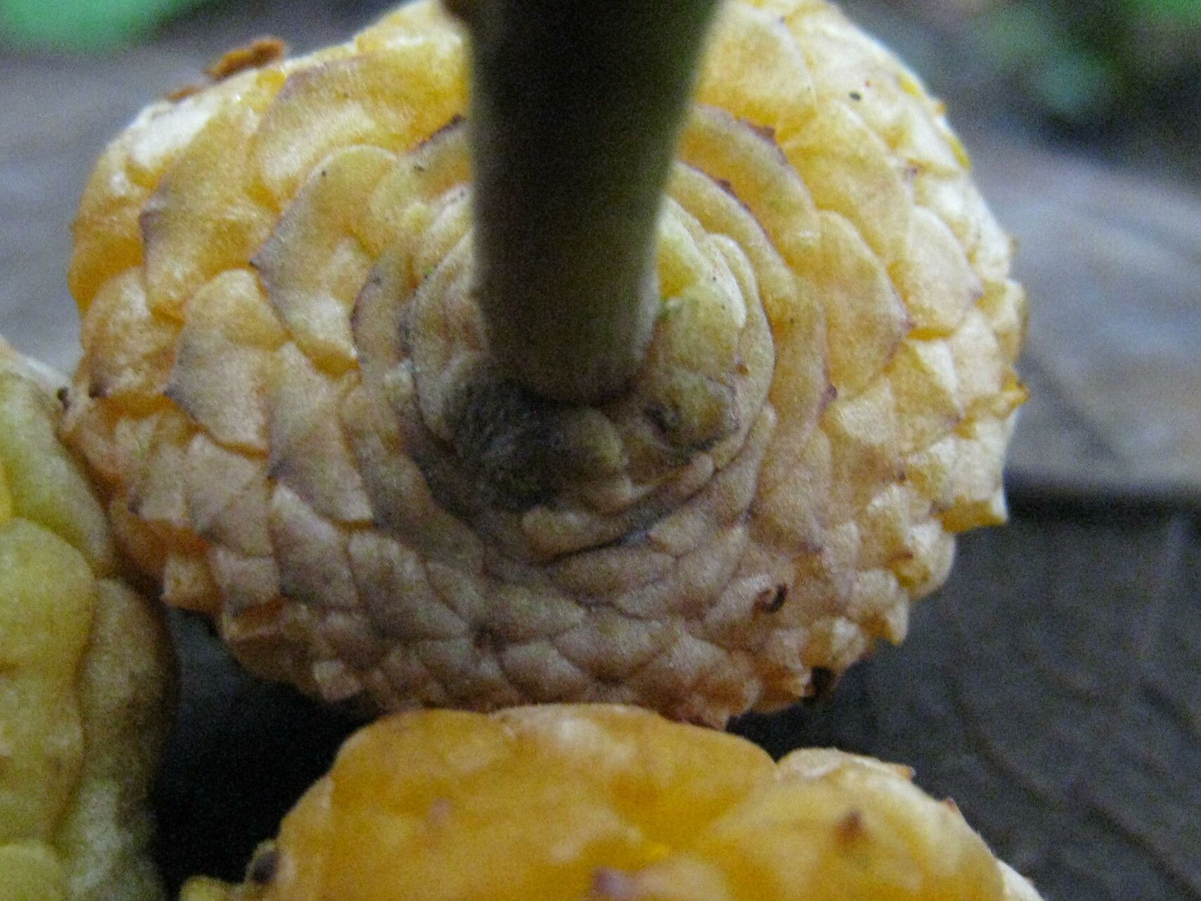 Helicostylis pedunculata other