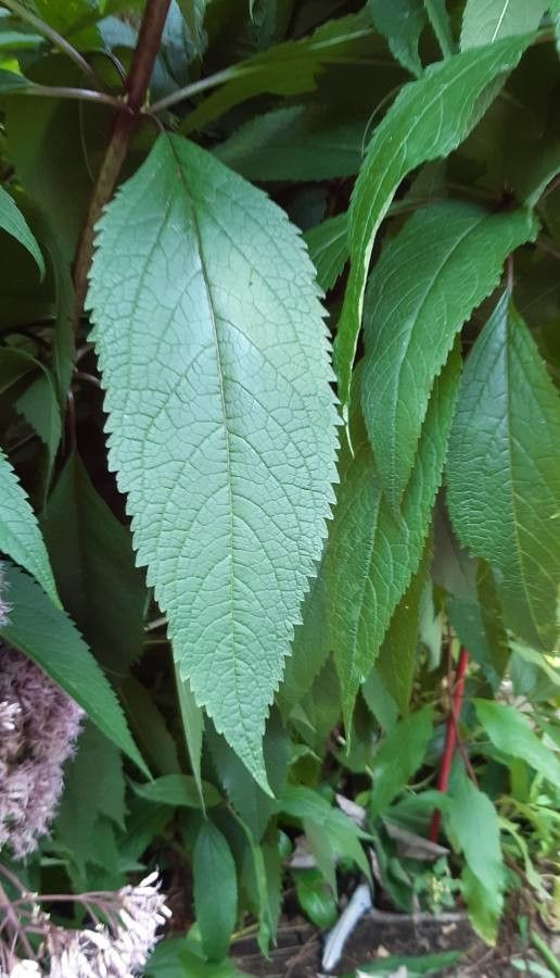 Eupatorium purpureum leaf