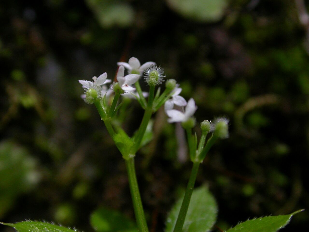 Galium hoffmeisteri habit