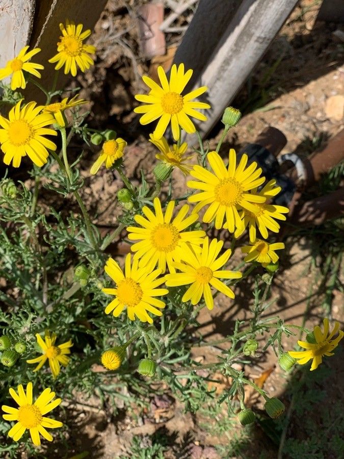 Senecio joppensis flower
