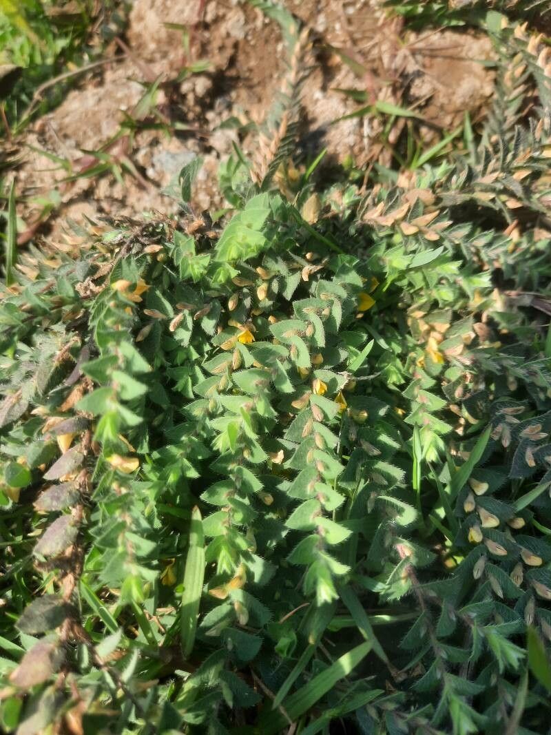 Crotalaria hebecarpa flower