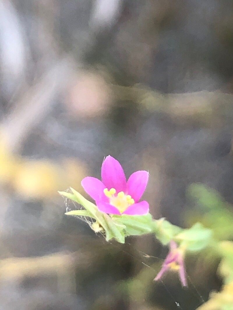 Schenkia spicata flower