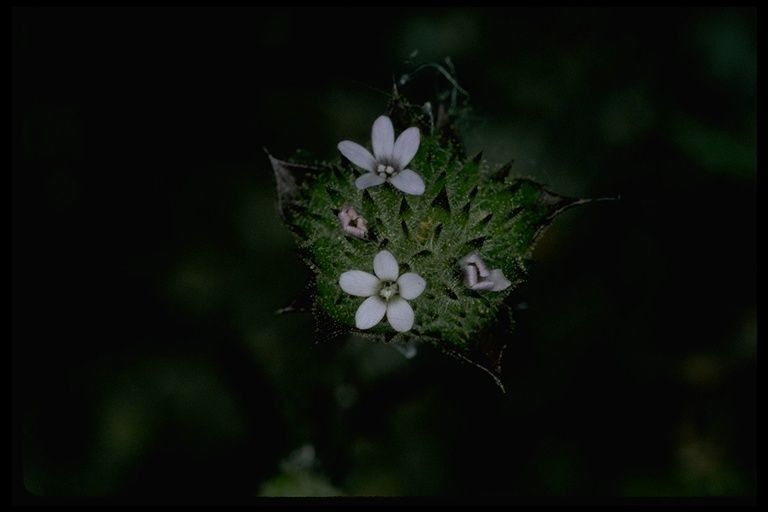 Navarretia rosulata flower