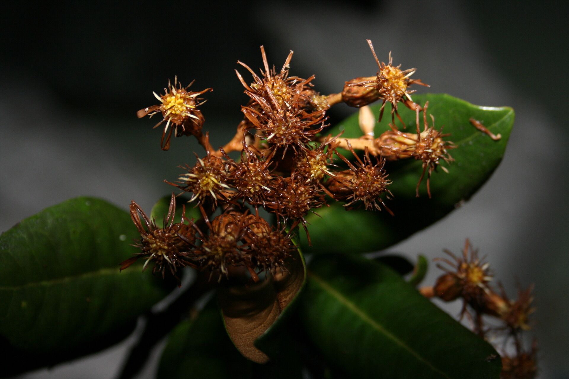 Olearia spectabilis flower