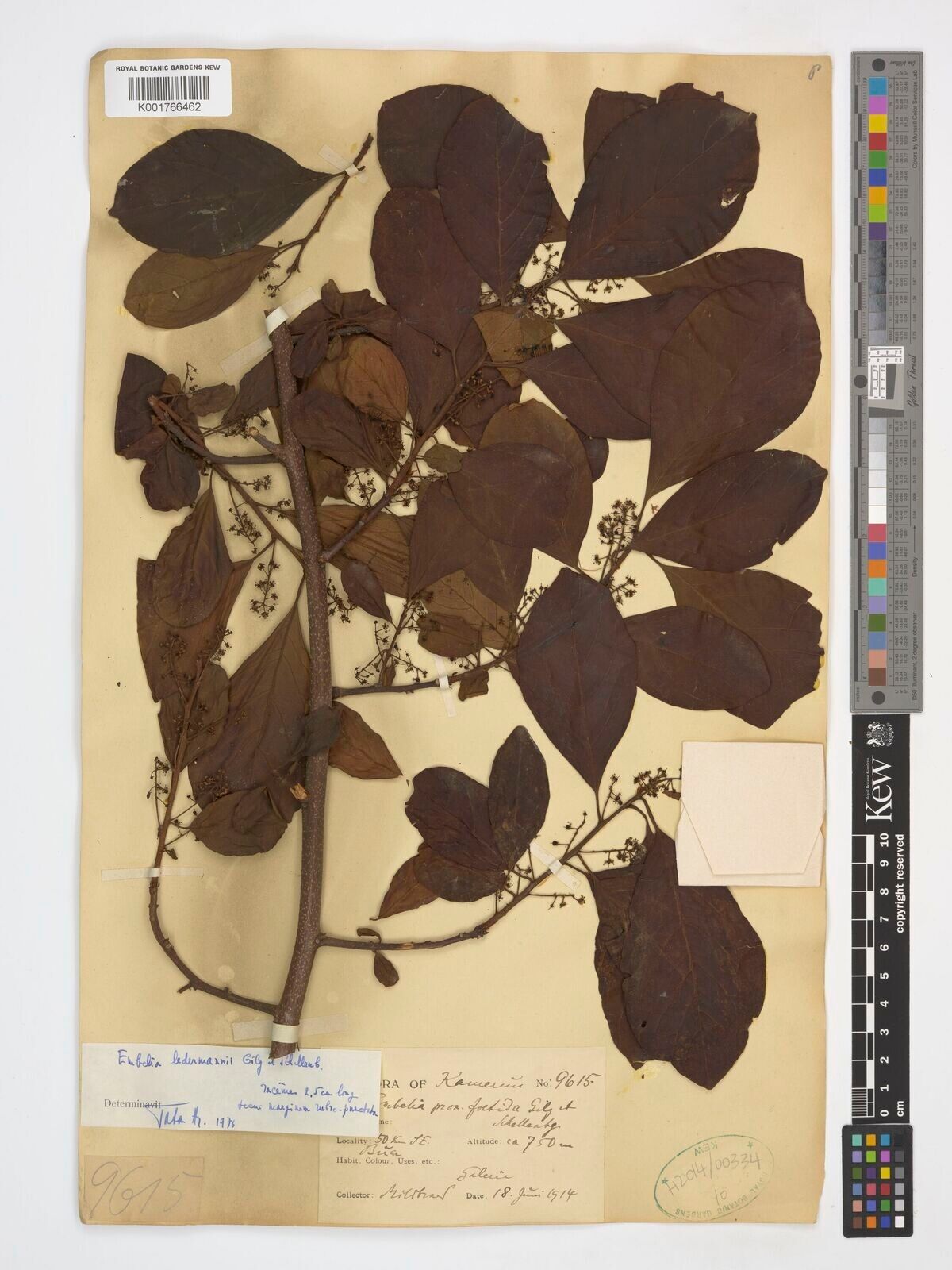 Embelia ledermannii — houseplant care guide