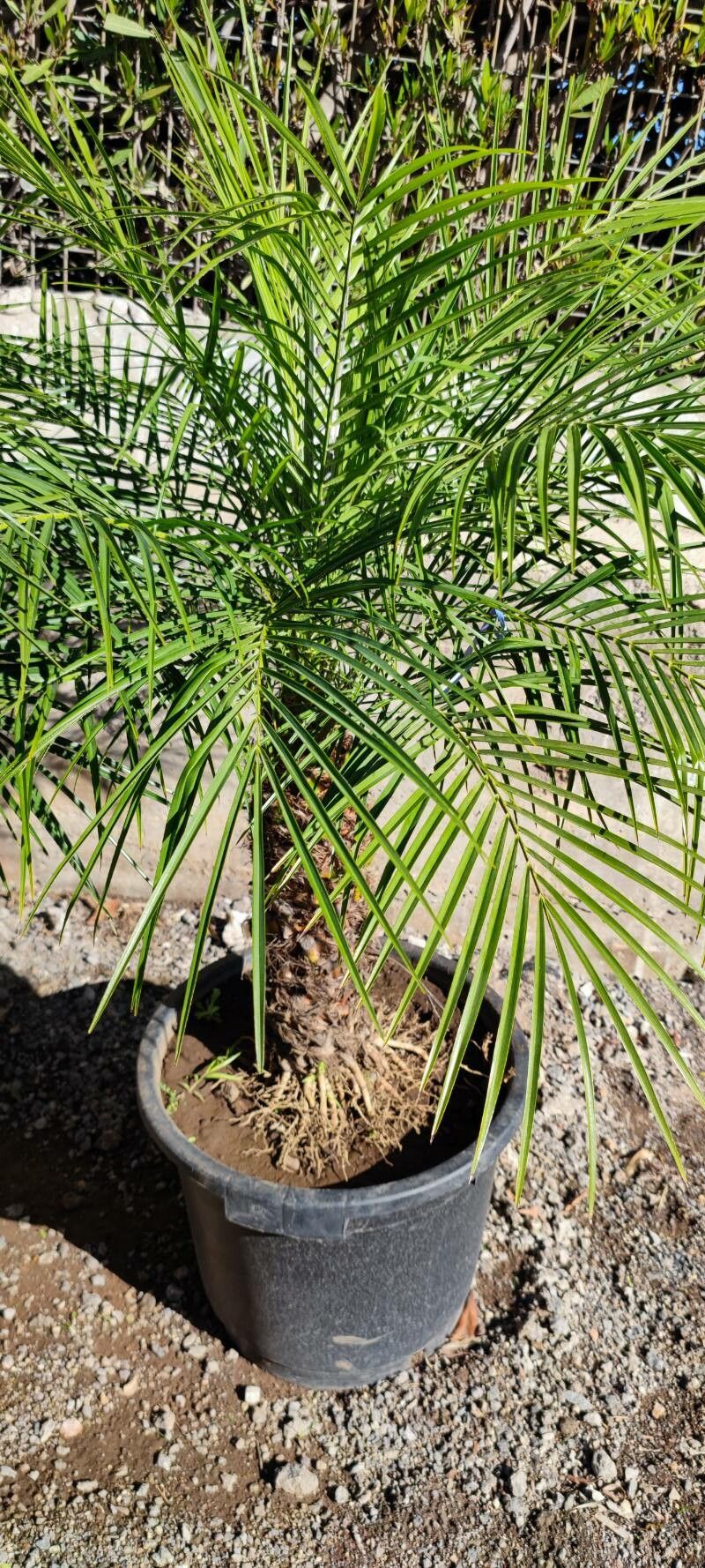 Syagrus weddelliana — houseplant care guide