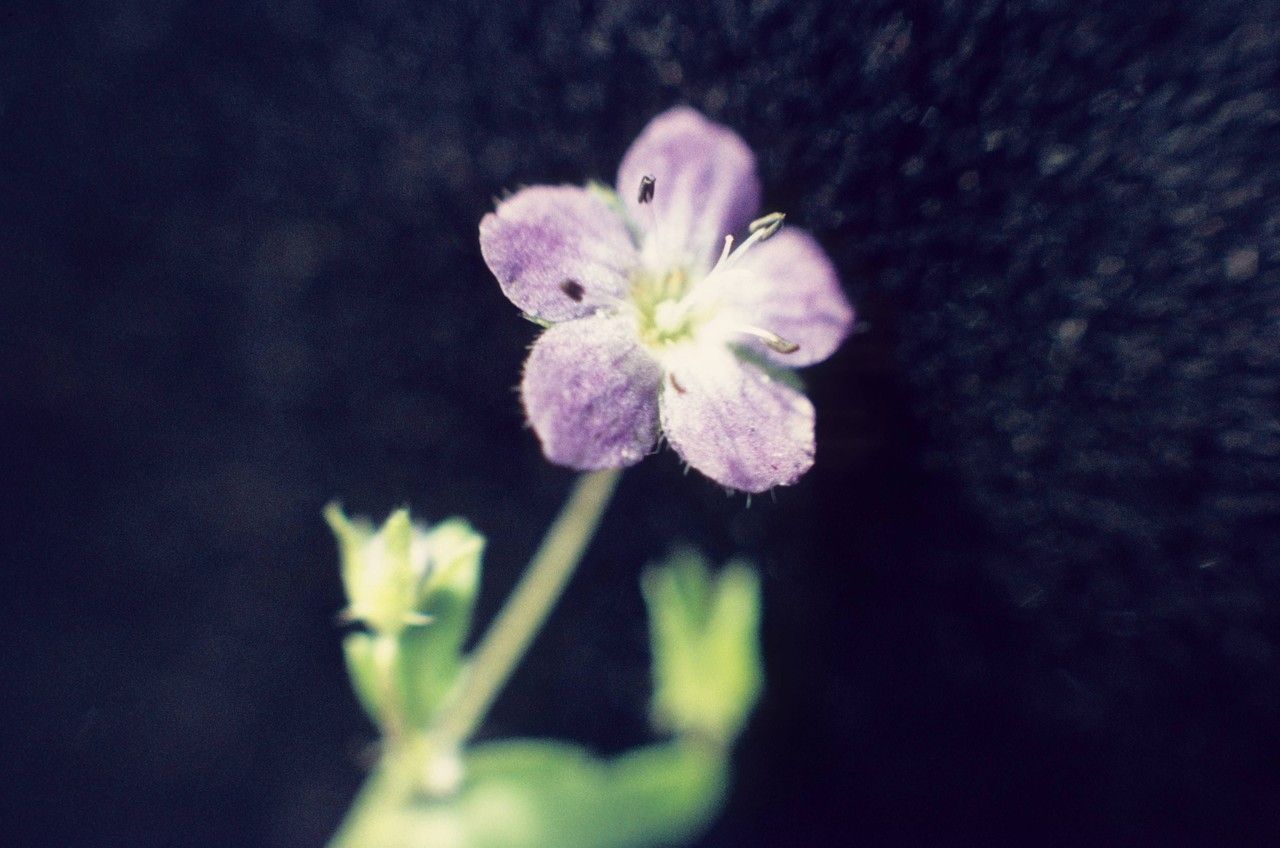 Nemophila pulchella flower