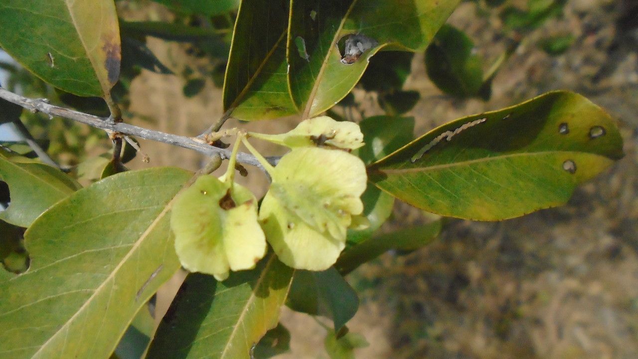 Terminalia engleri — search result for 'Terminalia'