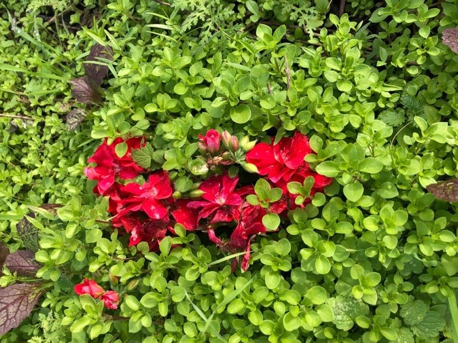 Pelargonium hypoleucum — houseplant care guide