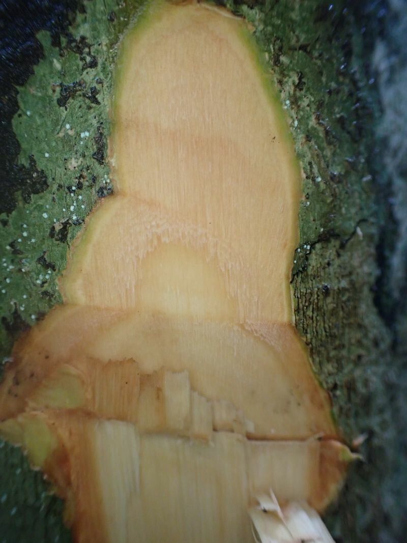 Drypetes laciniata bark