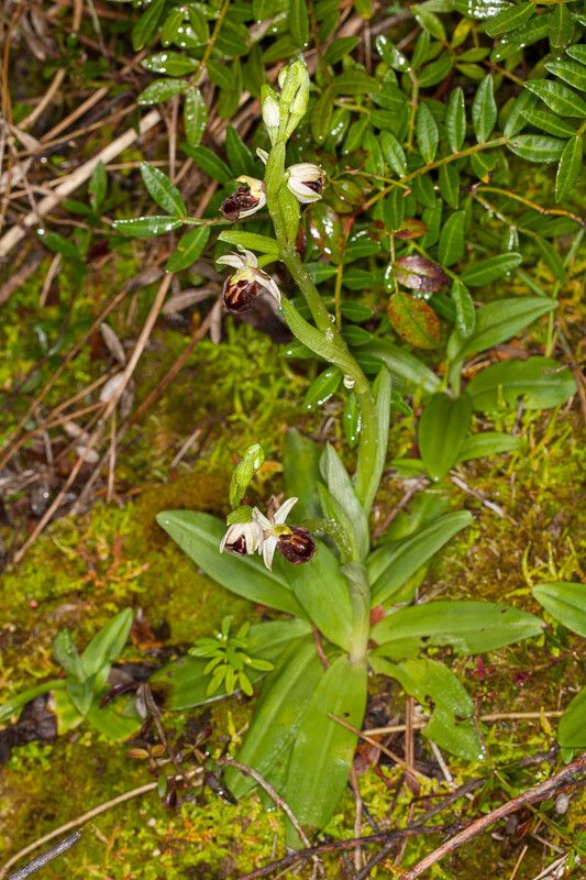 Ophrys exaltata — houseplant care guide